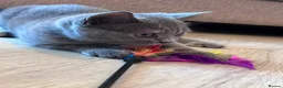 British Shorthair cats for sale: 2 Gorgeous, Loving, Friendly, BSH Female Kittens in Gravesend - Advert 7