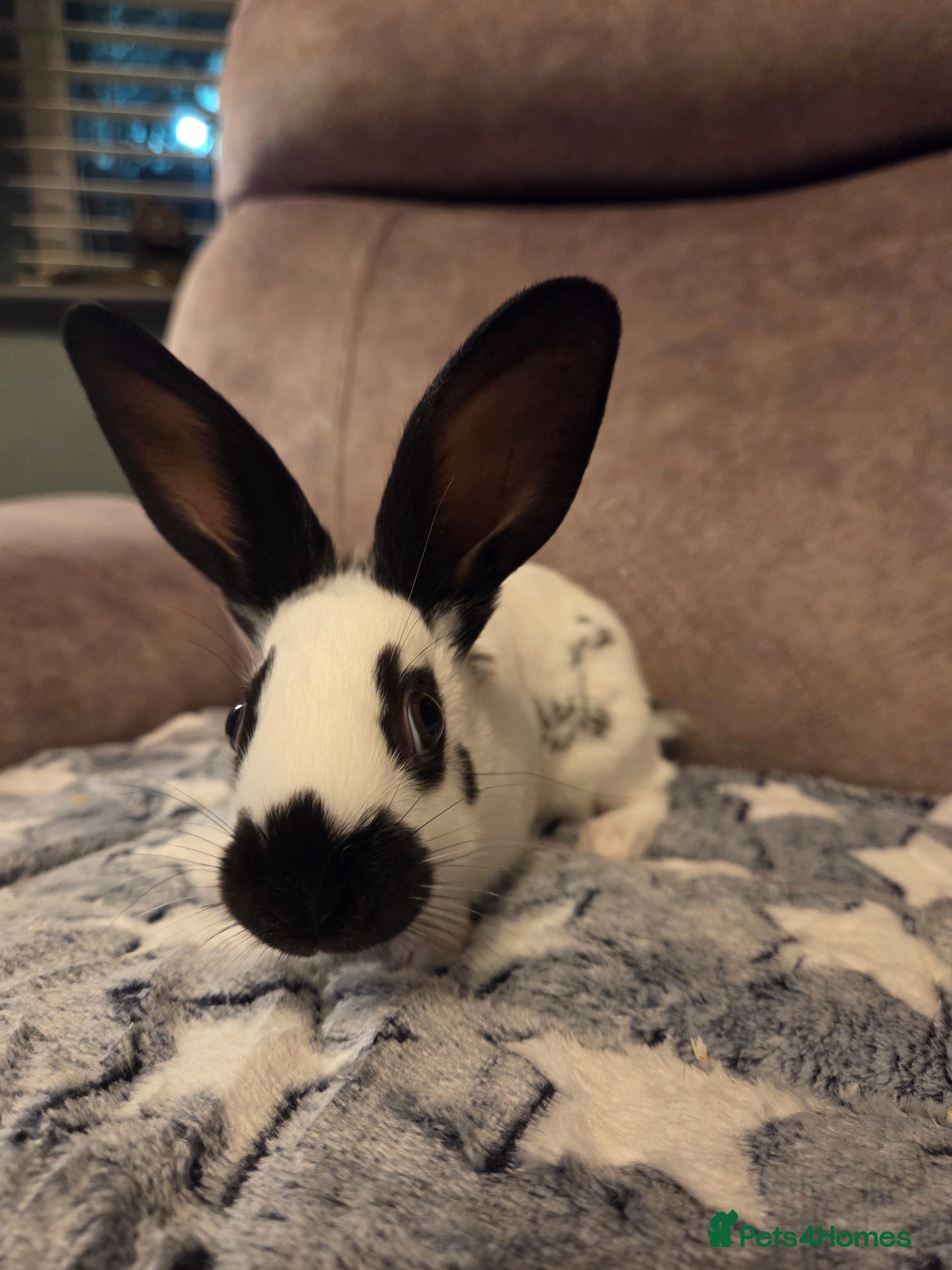 English Spot rabbits English spot Doe ☆last one - Advert 1