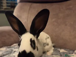 English Spot rabbits for sale: English spot Doe ☆last one - Advert 3