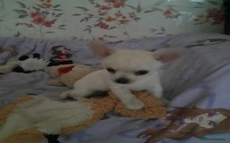 Chihuahua dogs for sale: Lovely chihuahua puppies! - Image 17