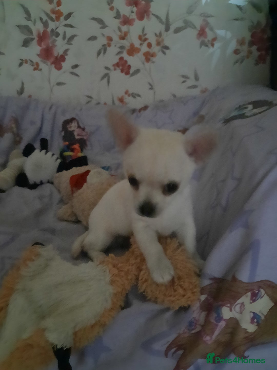 Chihuahua dogs for sale: Lovely chihuahua puppies! - Image 17