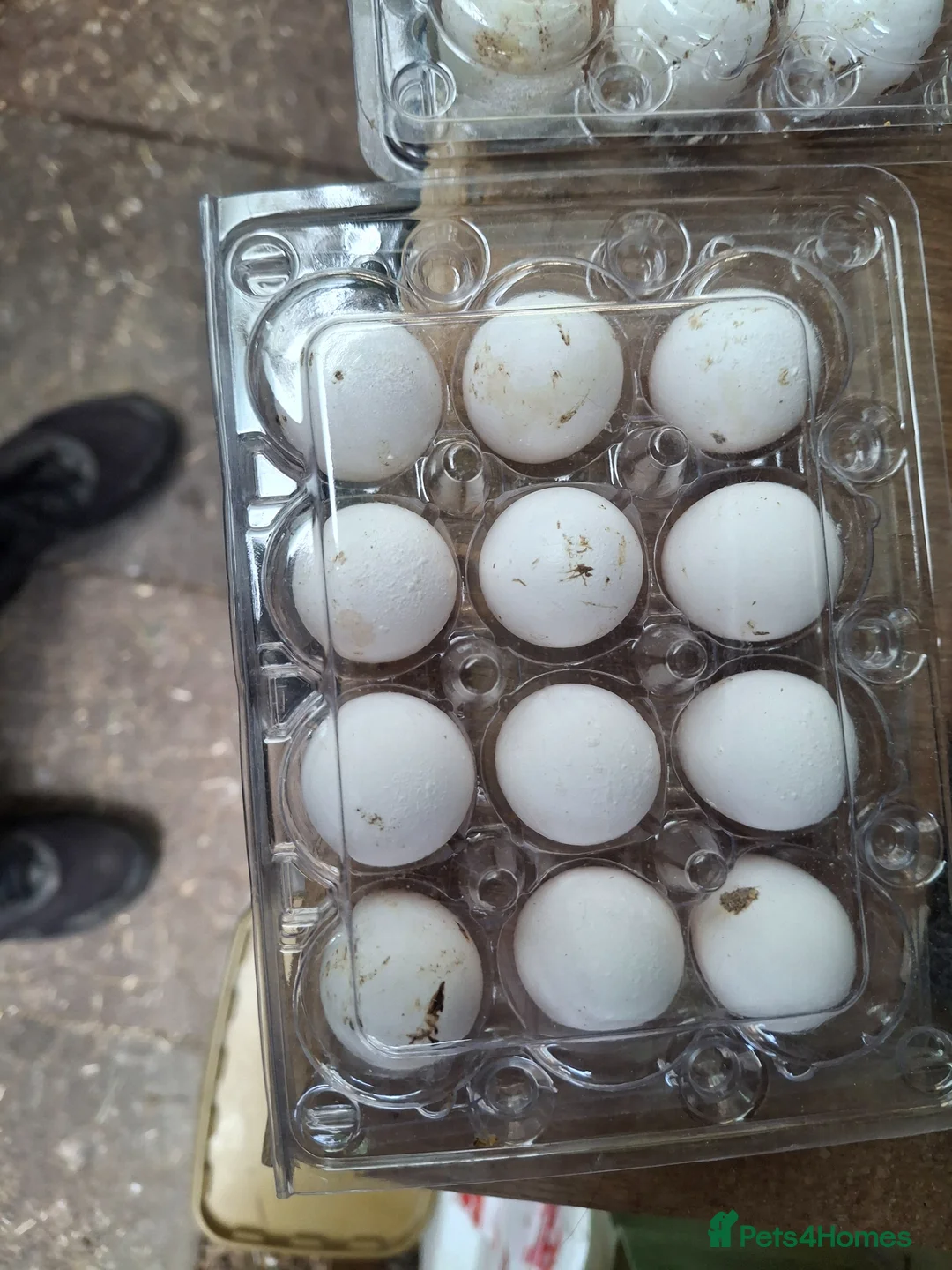 Quail poultry for sale: Snowflake - Advert 2