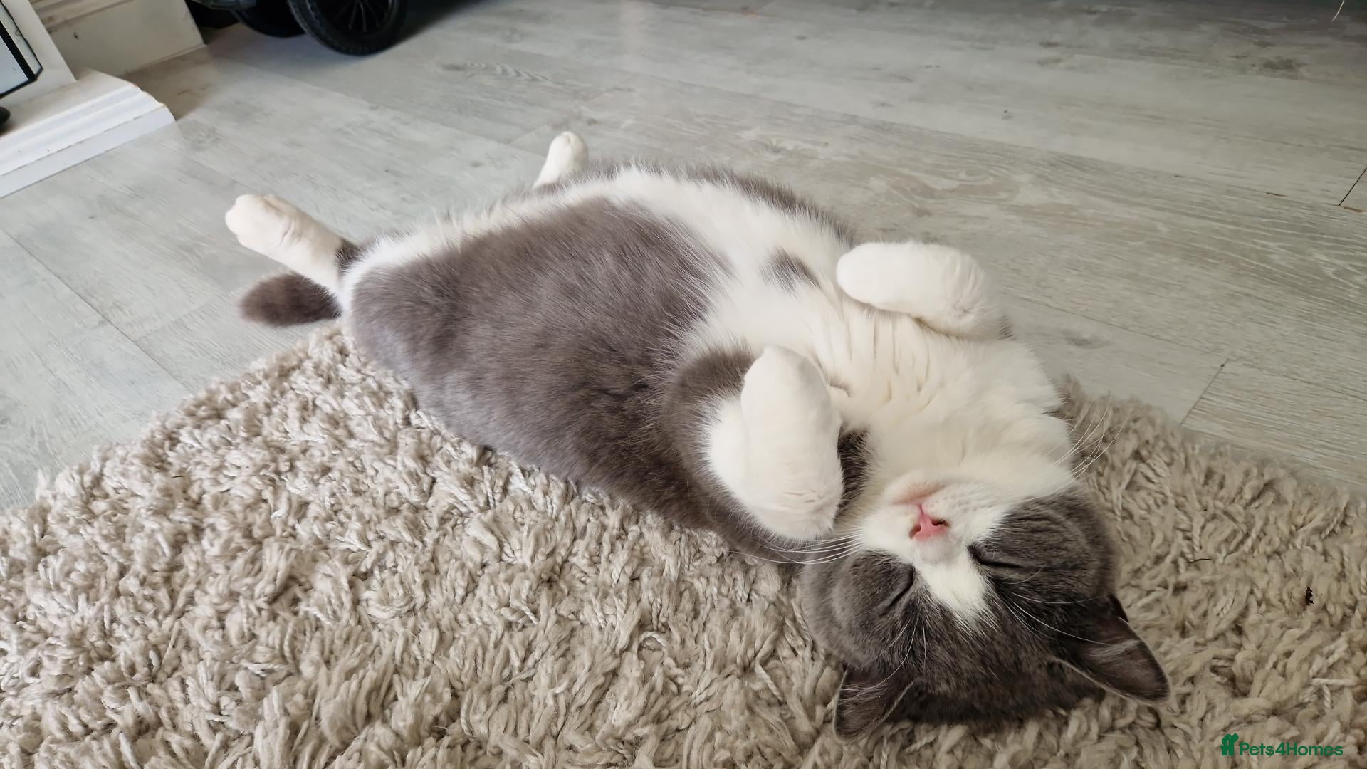 British Shorthair cats British shorthair - Chloe - Advert 2
