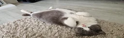 British Shorthair cats for sale: British shorthair - Chloe in Maidstone - Advert 1