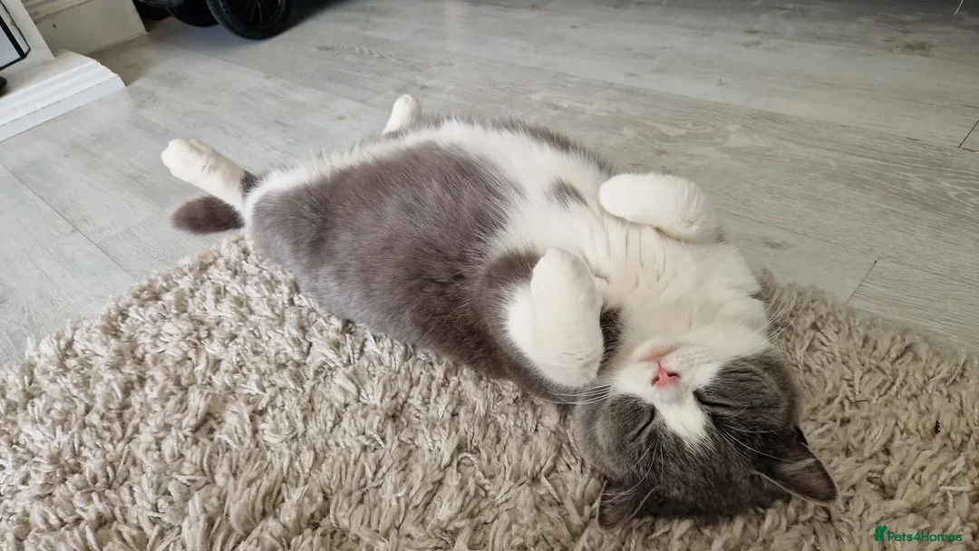 British Shorthair cats for sale: British shorthair - Chloe in Maidstone - Advert 1