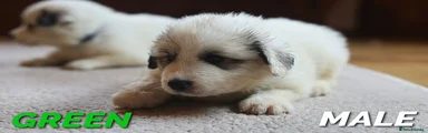 Pyrenean Mountain Dog 6 - Green