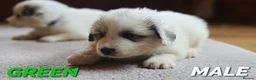 Pyrenean Mountain Dog dogs for sale: Adorable Puppies, Looking For Forever Homes! - Advert 6
