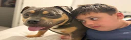 American Bully dogs for stud: Hulk–Stunning Pocket Bully STUD|ABKC Registered - Advert 6