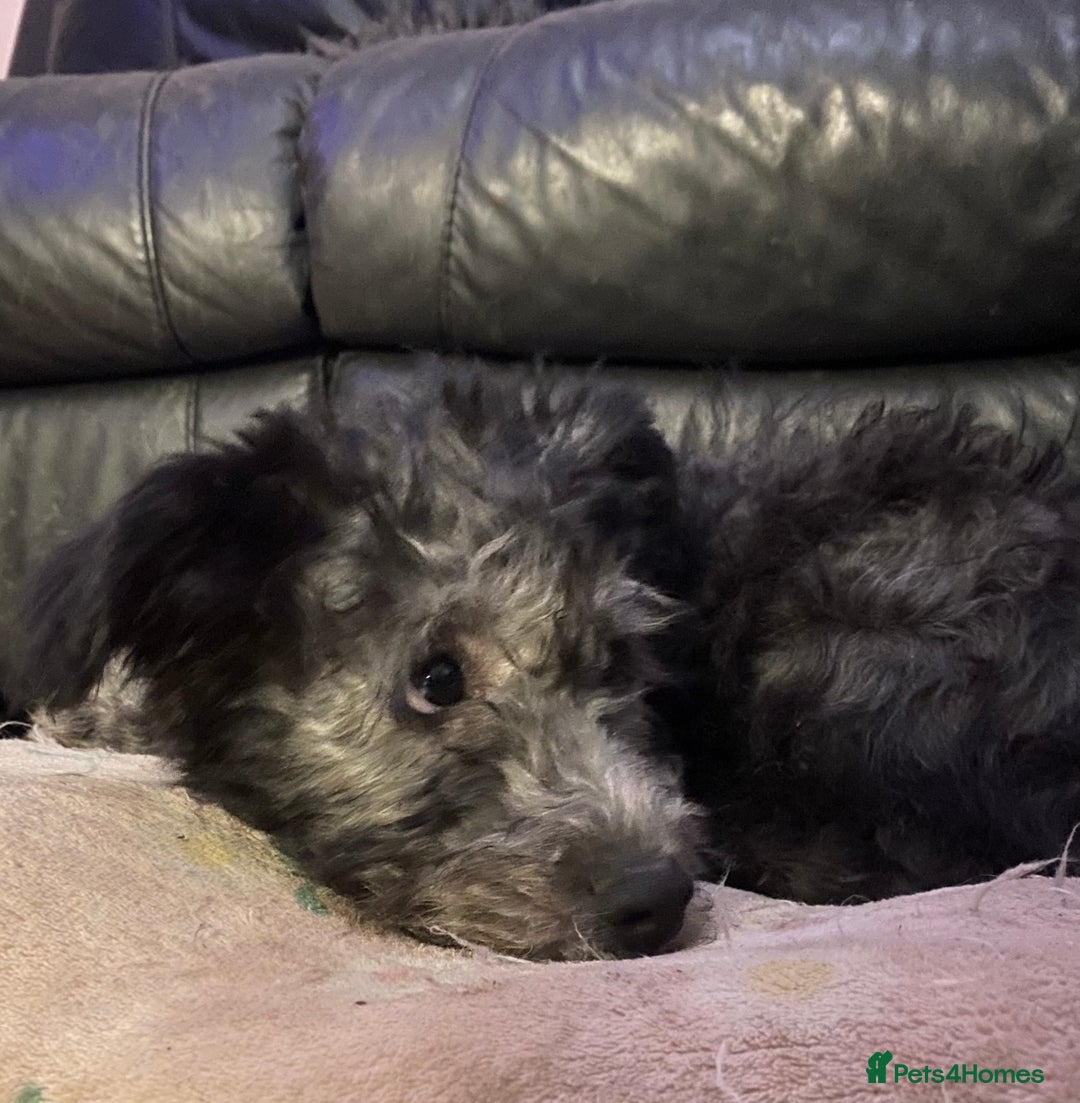 Hungarian Pumi dogs for sale: Rare Breed  - Advert 27