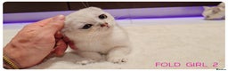 Scottish Fold cats for sale: Scottish Fold Kittens  - Advert 7