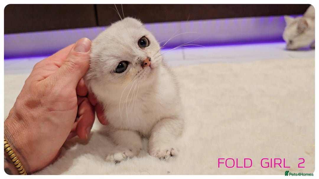 Scottish Fold cats for sale: Scottish Fold Kittens  - Advert 7