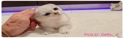 Scottish Fold cats for sale: Scottish Fold Kittens  - Advert 8