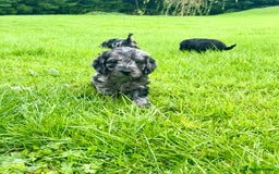 Cockapoo dogs for sale: Beautiful F1 Cockapoo puppies  - Image 19