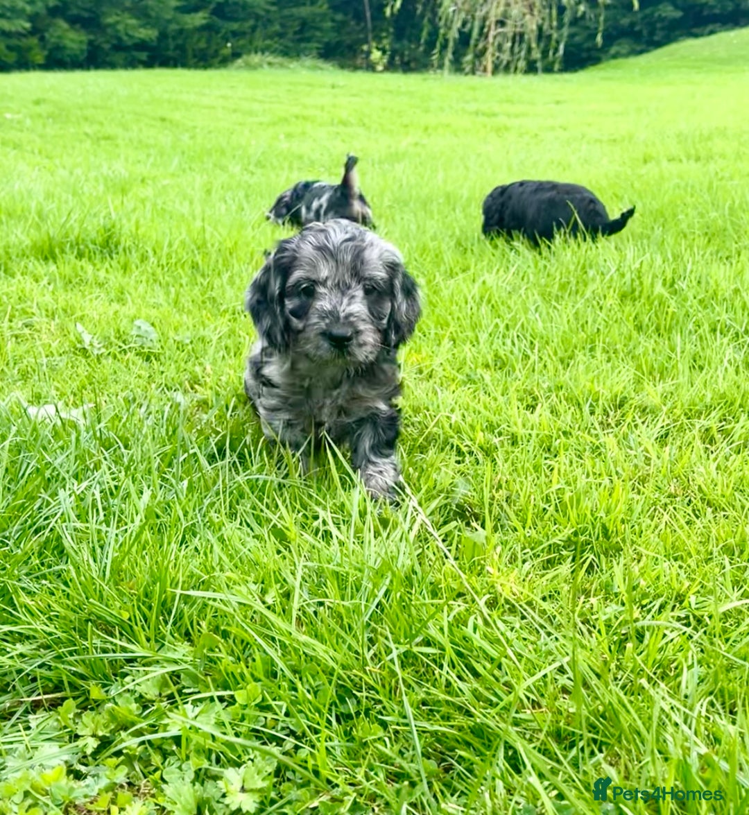 Cockapoo dogs for sale: Beautiful F1 Cockapoo puppies  - Image 19