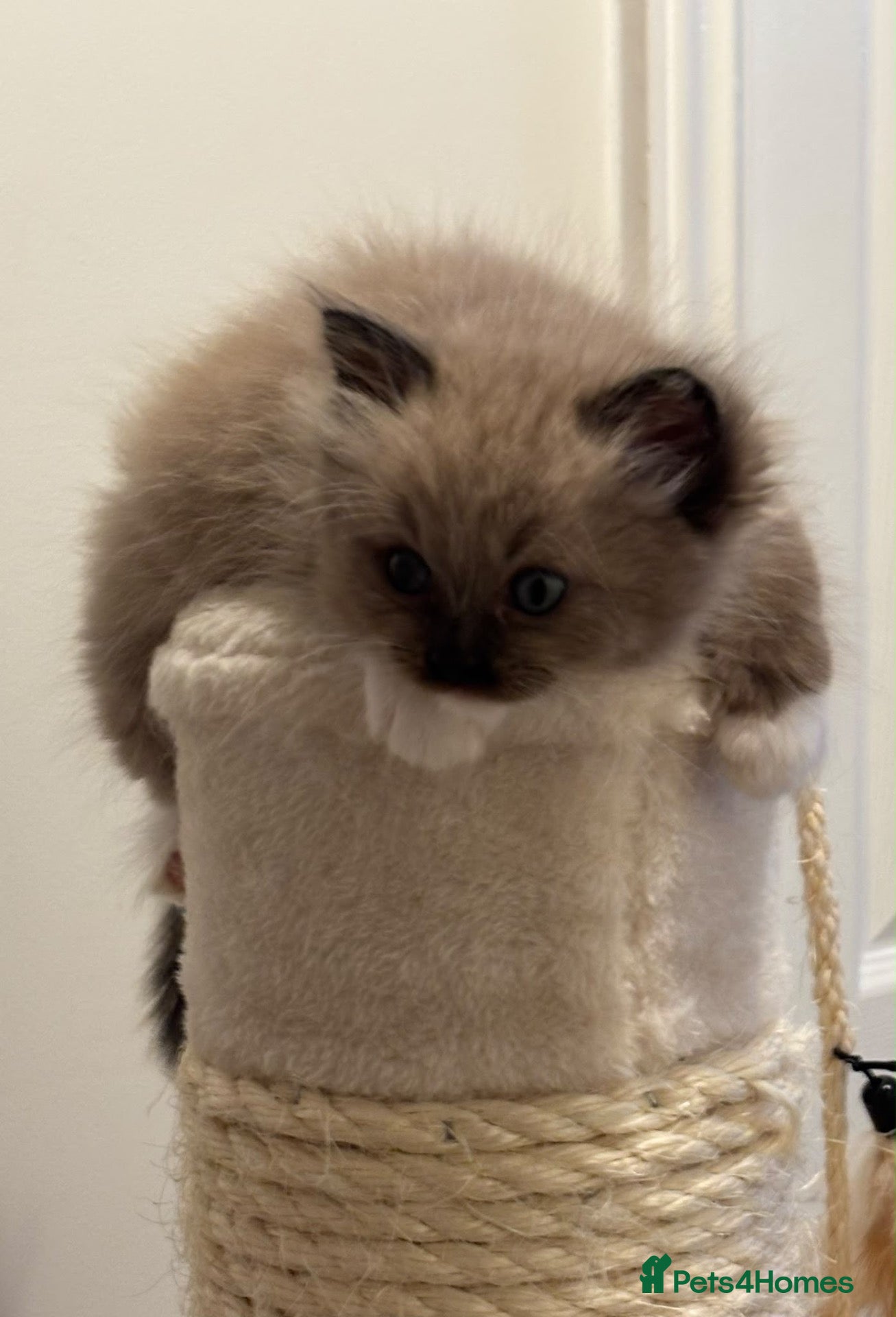 Ragdoll cats Exceptional tica mink mitted female  - Advert 12