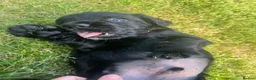 Cocker Spaniel dogs for sale: Beautiful working cocker spaniel pups  - Advert 15