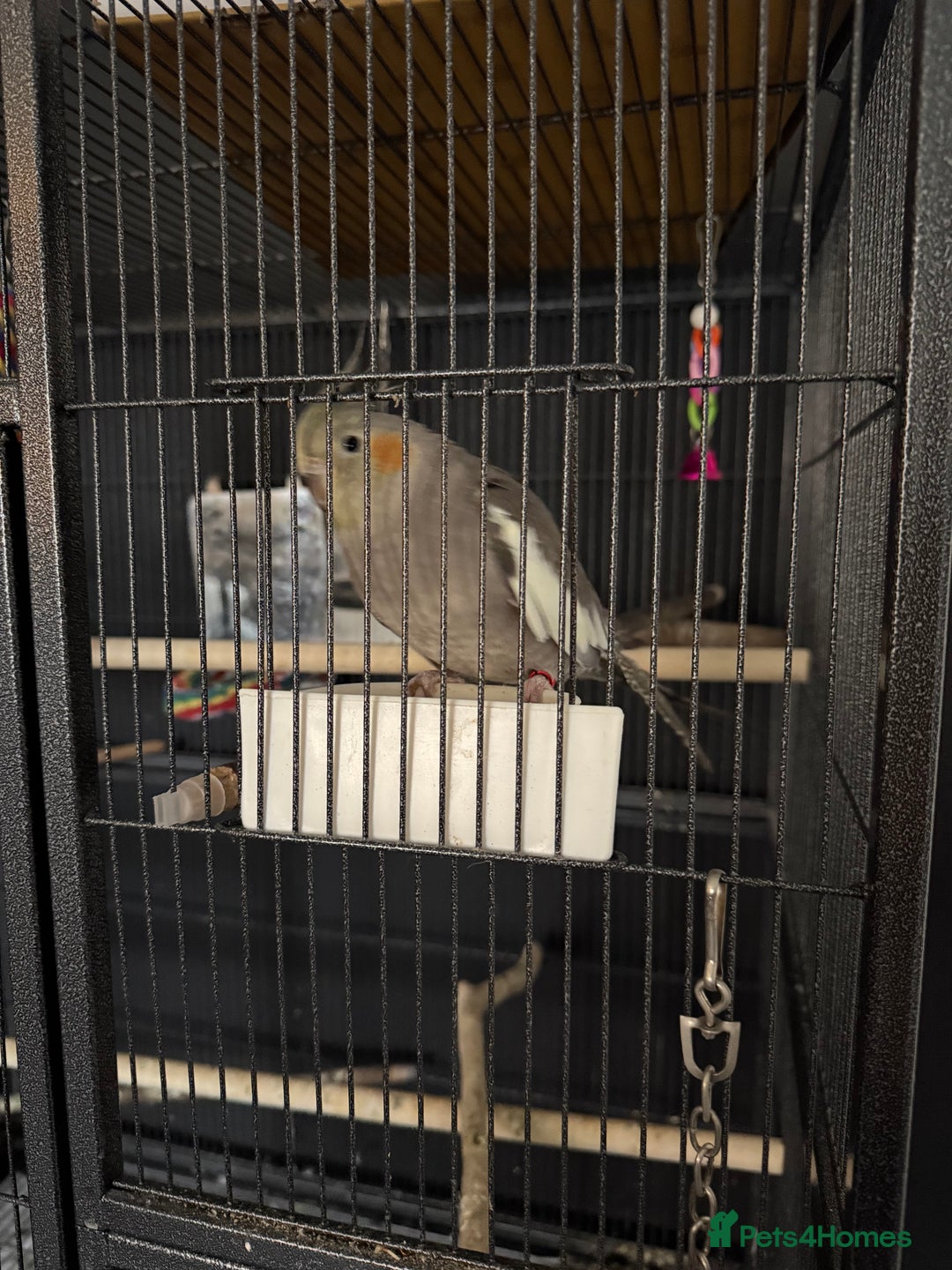 Cockatiels birds for sale: Re homing my tame female cocktail Indie  - Advert 5