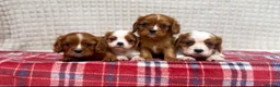 Cavalier King Charles Spaniel dogs for sale: STUNNING CAVALIER KING CHARLES PUPPIES  - Advert 2