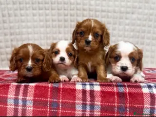 Cavalier King Charles Spaniel dogs STUNNING CAVALIER KING CHARLES PUPPIES - Advert 2
