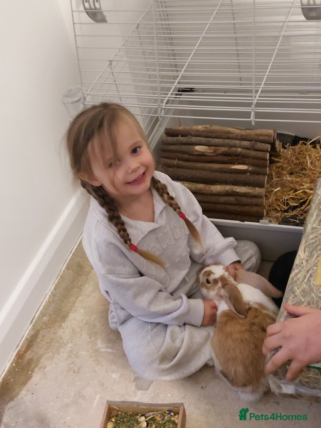 English rabbits for sale: Ginger and white female bunny - Advert 2