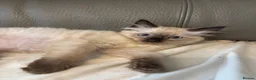 Ragdoll cats for sale: Stunning ragdoll kittens ready now  - Advert 16