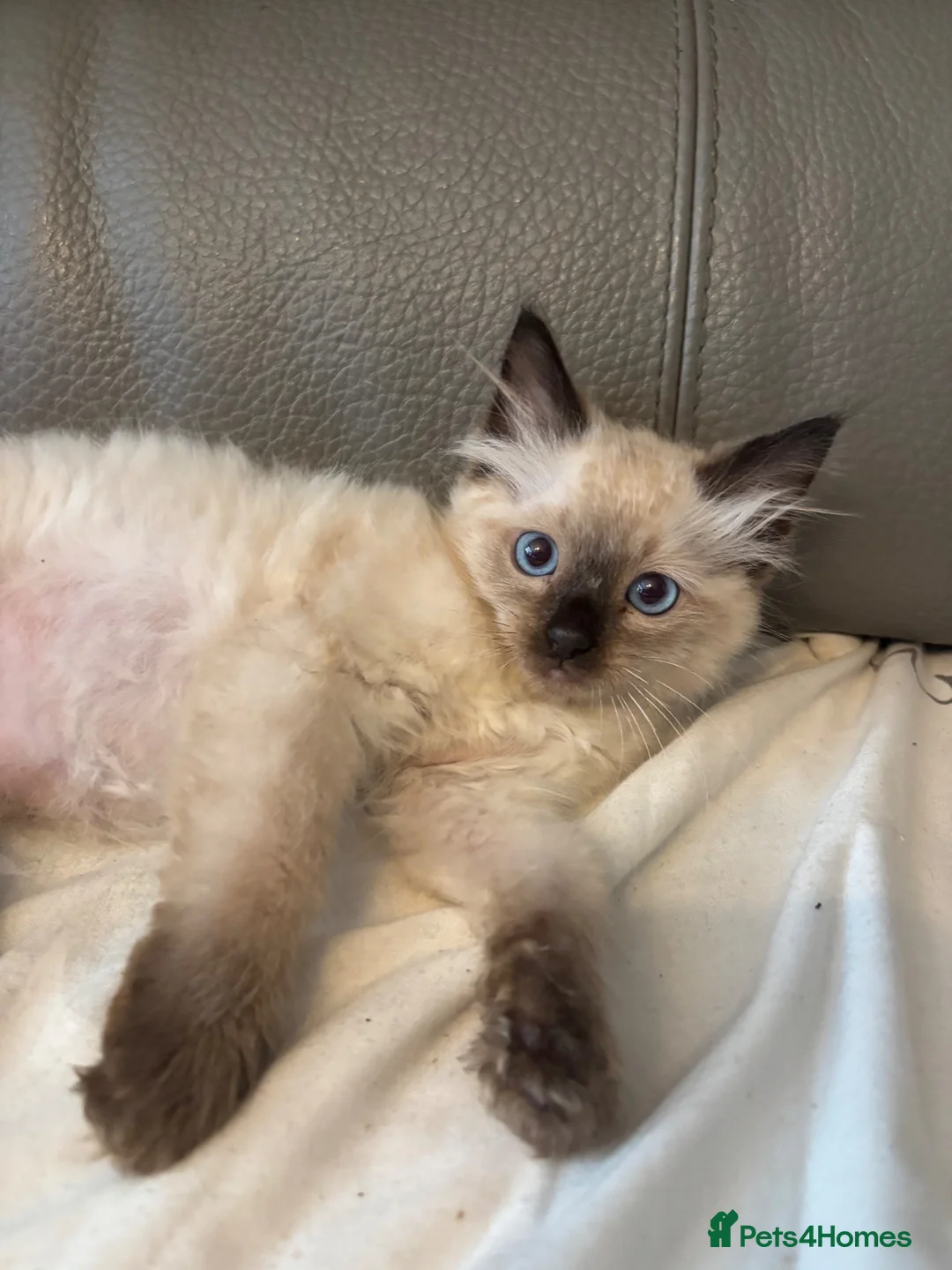 Ragdoll cats for sale: Stunning ragdoll kittens ready now  - Advert 16