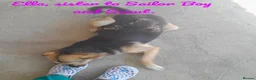 Mixed Breed dogs for adoption: Ella, 2 yrs approx. Available for adoption  - Advert 2