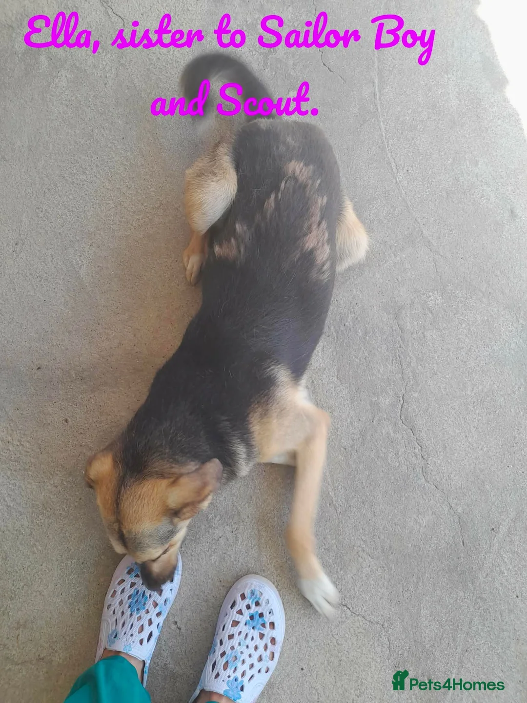 Mixed Breed dogs for adoption: Ella, 2 yrs approx. Available for adoption  - Advert 2