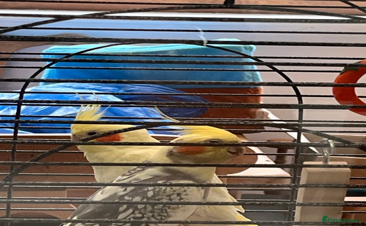 Cockatiels birds - Advert 2
