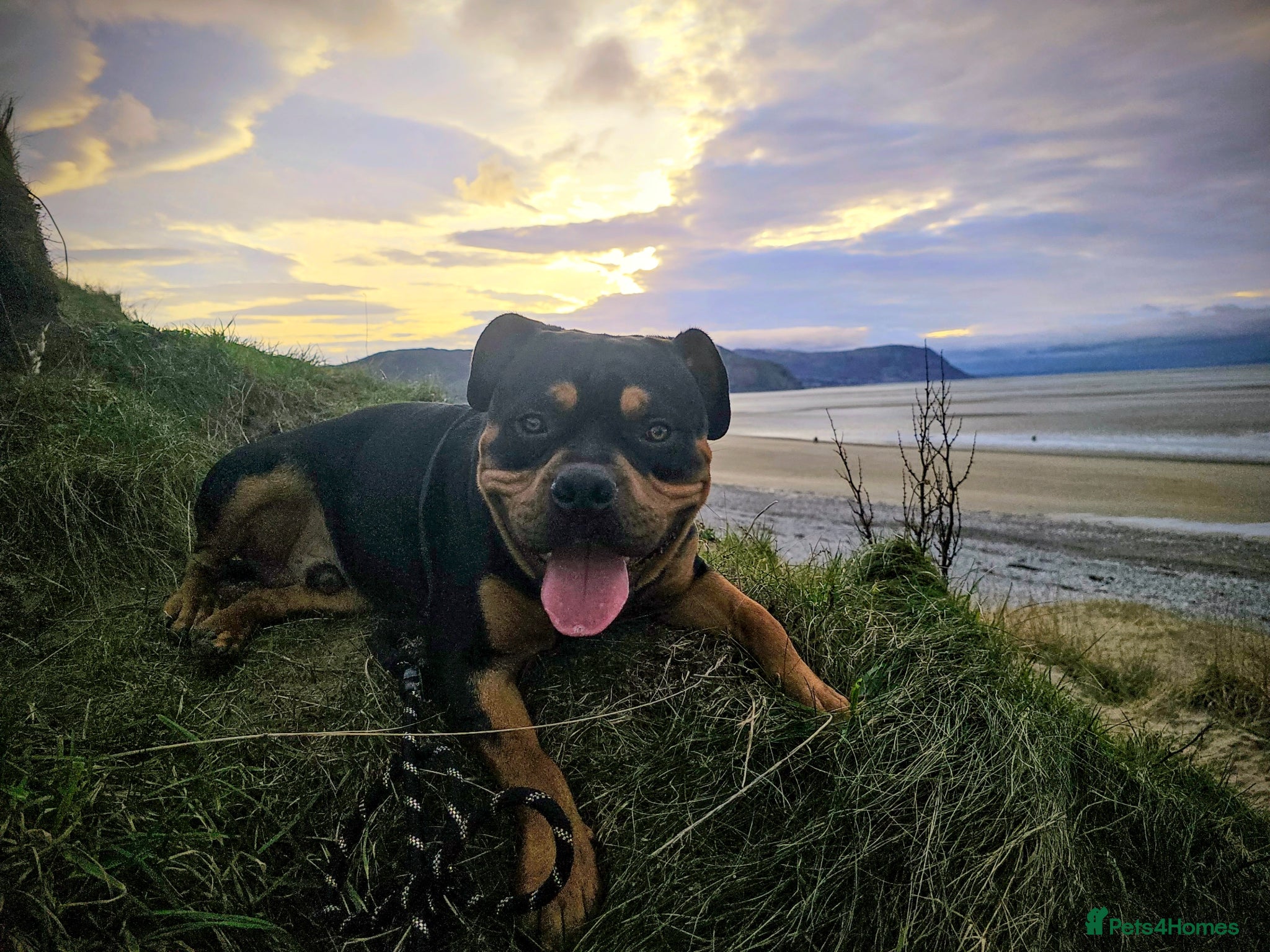 Mixed Breed dogs Rottweiler/pocket bully for stud.  - Advert 1