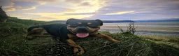 Mixed Breed dogs for stud: Rottweiler/pocket bully for stud.  in Llandudno - Advert 4