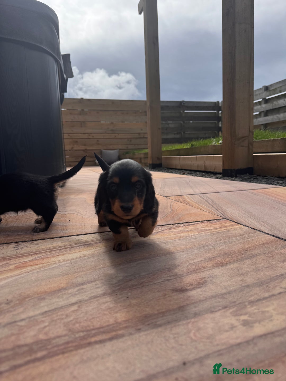 Miniature Dachshund dogs for sale: *Last 1 left* KC long haired mini dachshunds - Image 9