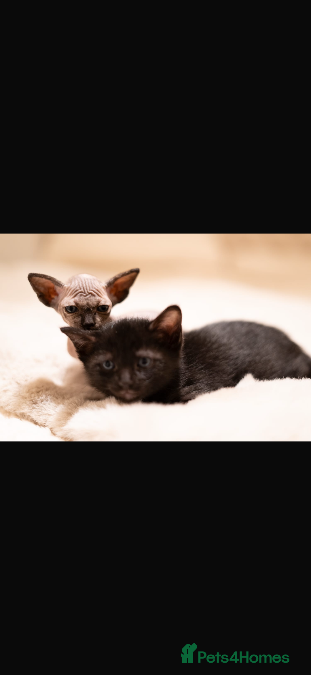 Sphynx cats for sale: Beautiful Sphynx cross orinetal kittens  - Advert 1