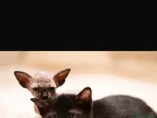 Sphynx cats Beautiful Sphynx cross orinetal kittens - Advert 6