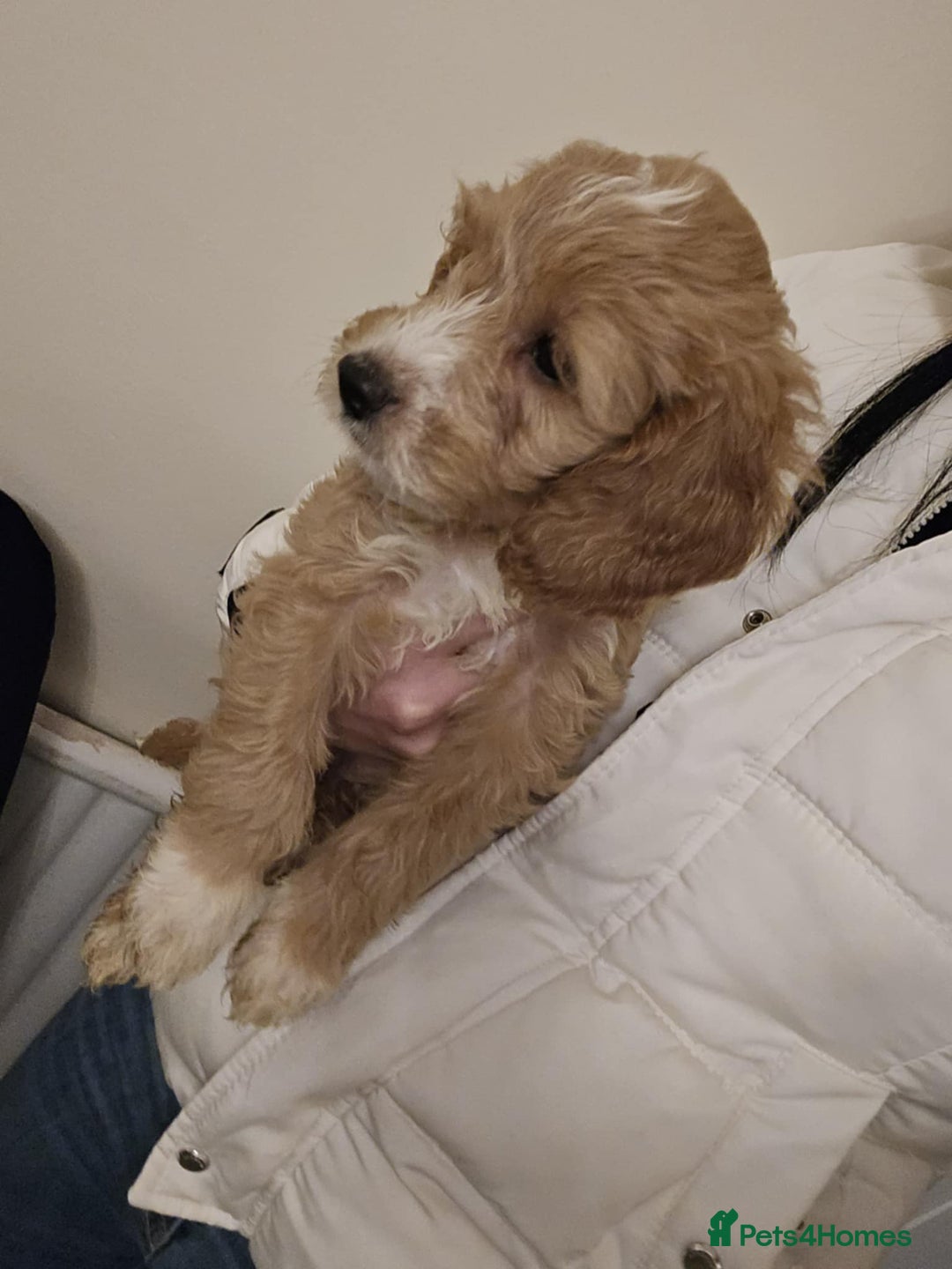 Goldendoodle dogs for sale: Goldendoodle - Advert 2