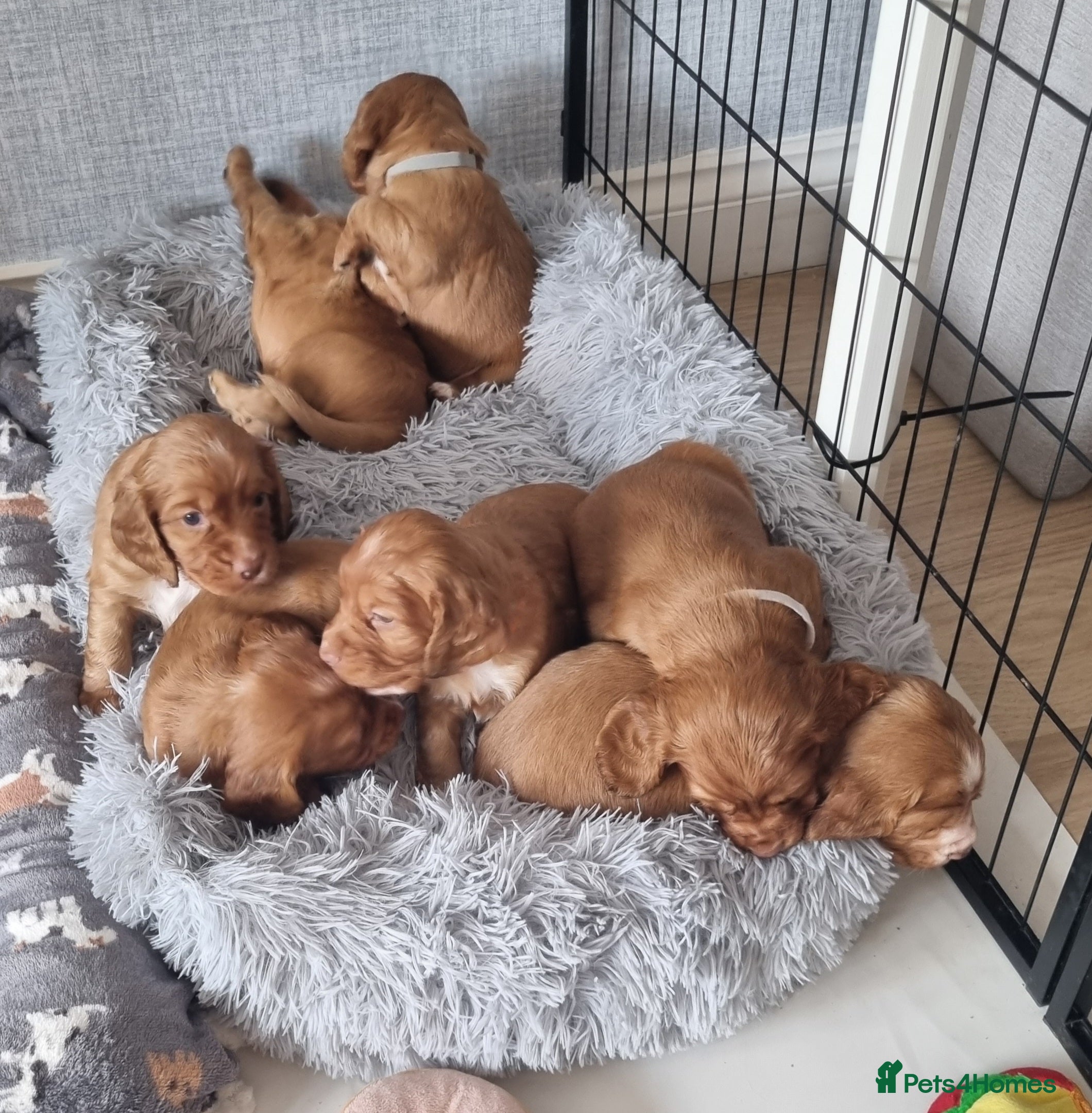 Cocker Spaniel dogs Adorable cocker spaniel puppies - Advert 1