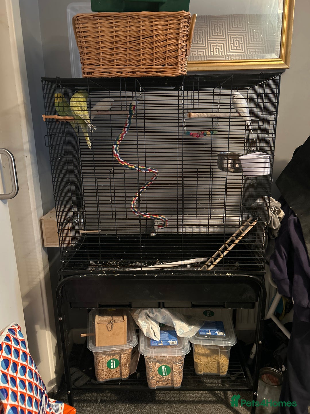 Budgerigars birds for sale: Budgies and cages  - Advert 3