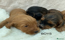 Cockapoo dogs for sale: F1 Cockapoo Puppies  - Image 7