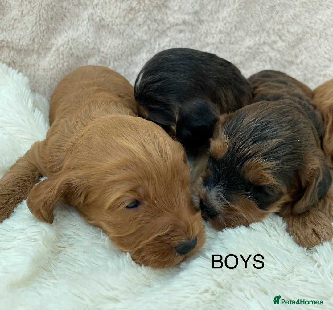 Cockapoo dogs for sale: F1 Cockapoo Puppies  - Image 7