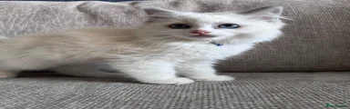 Ragdoll Kitten 6