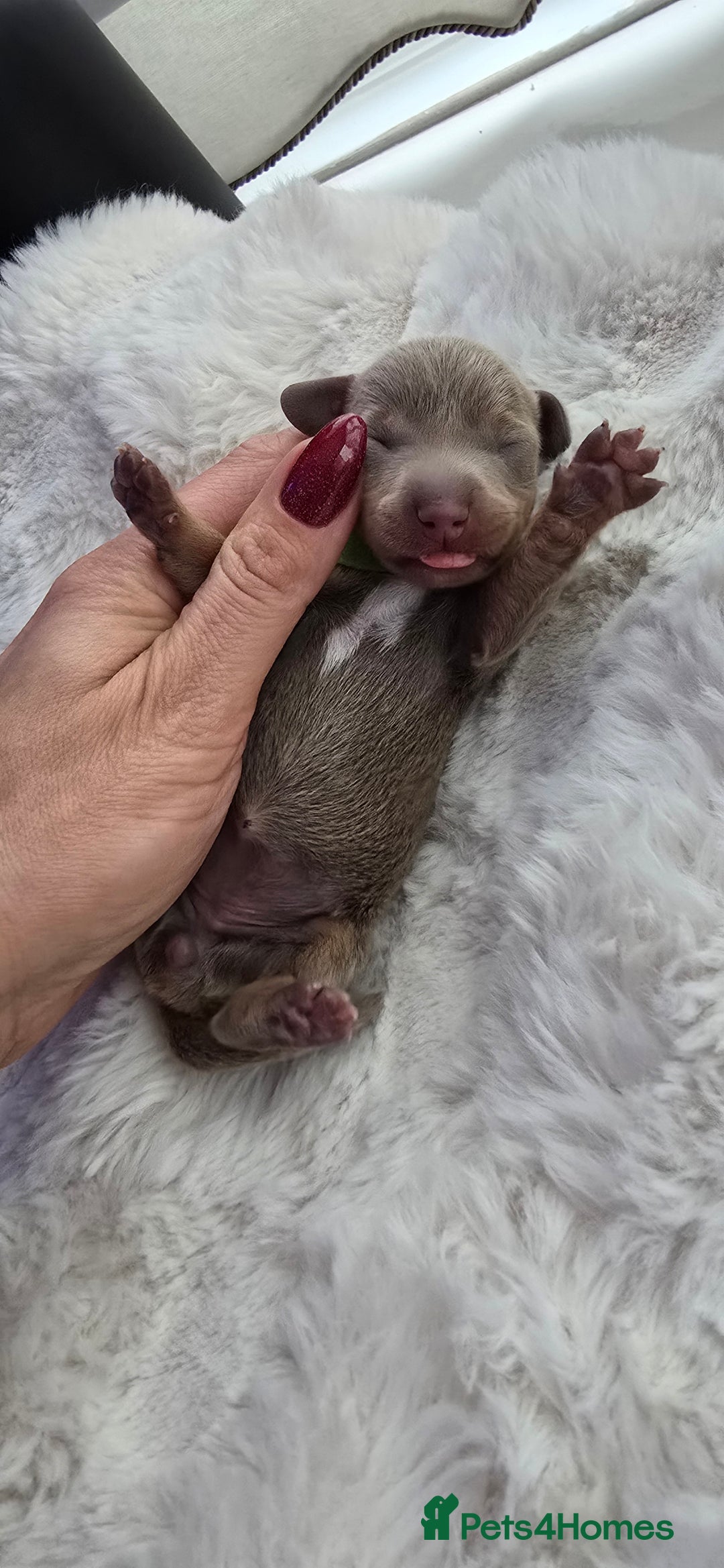 Miniature Dachshund dogs for sale: KC registered miniature Dachshund 🐶  - Advert 22