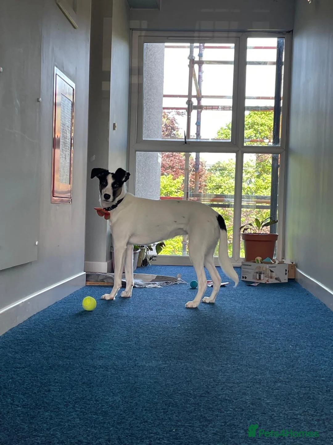 Mixed Breed dogs for sale: Panda in Bathgate - Advert 5