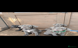 Cane Corso dogs for sale: Cane corso puppies.. - Image 2