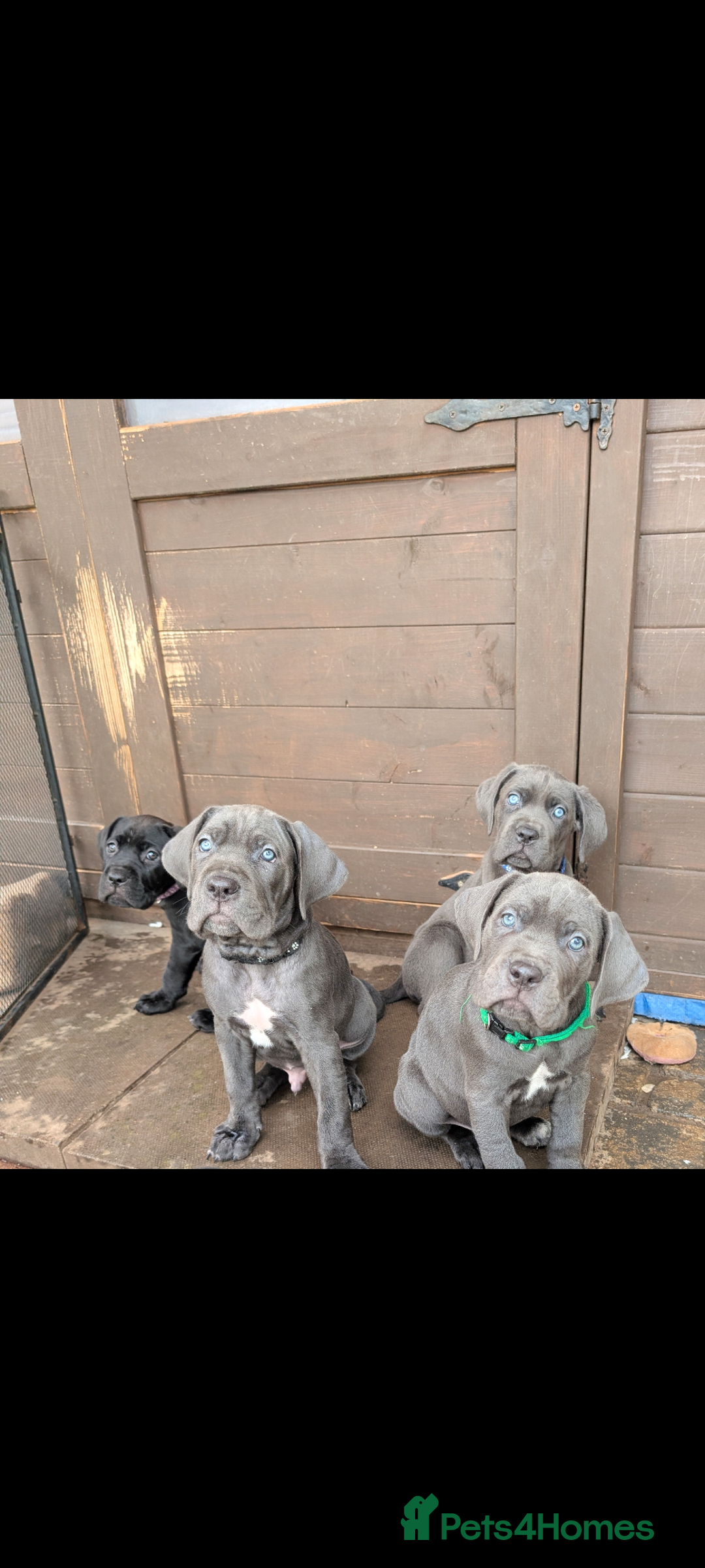 Cane Corso dogs for sale: Cane corso puppies.. - Image 2