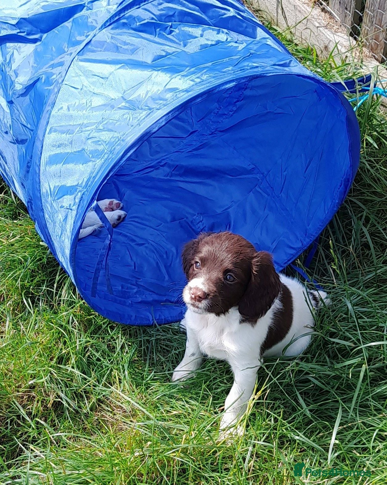 English Springer Spaniel dogs Gorgeous English Springer Spaniels Puppies - Advert 2