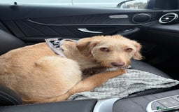 Labradoodle dogs for sale: 11 month old Miniature Labradoodle Bonnie  - Image 9