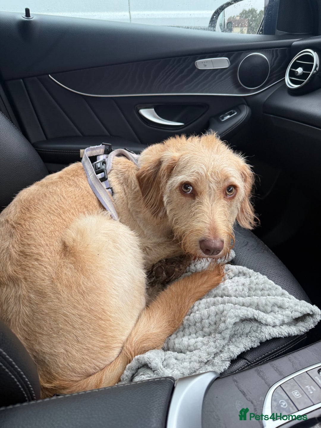 Labradoodle dogs for sale: 11 month old Miniature Labradoodle Bonnie  - Image 9