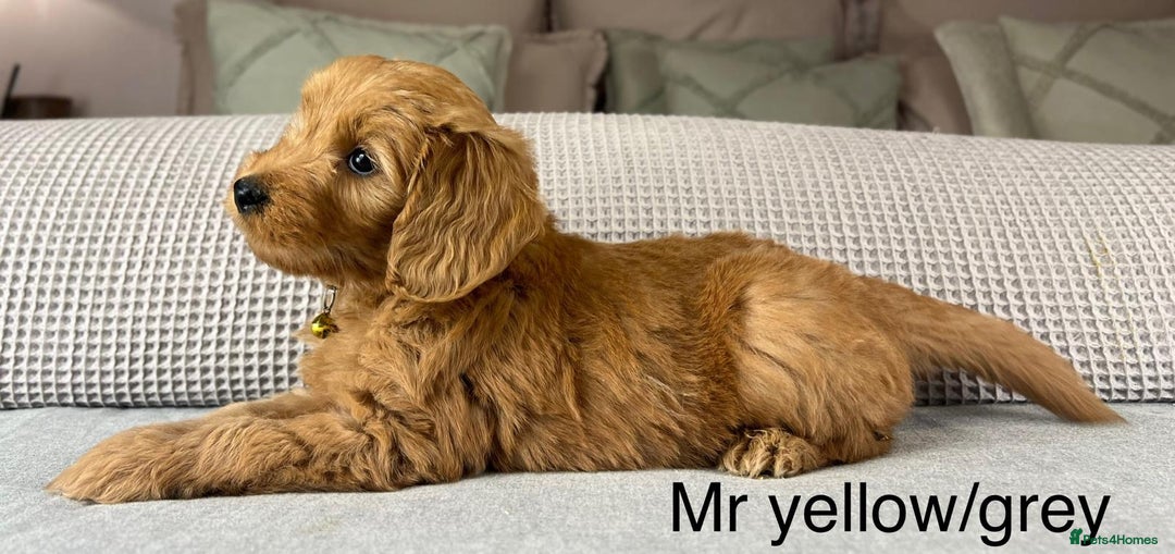 Goldendoodle dogs for sale: Hereditary clear mum. Fully hip elbow and DNA Dad. - Image 31