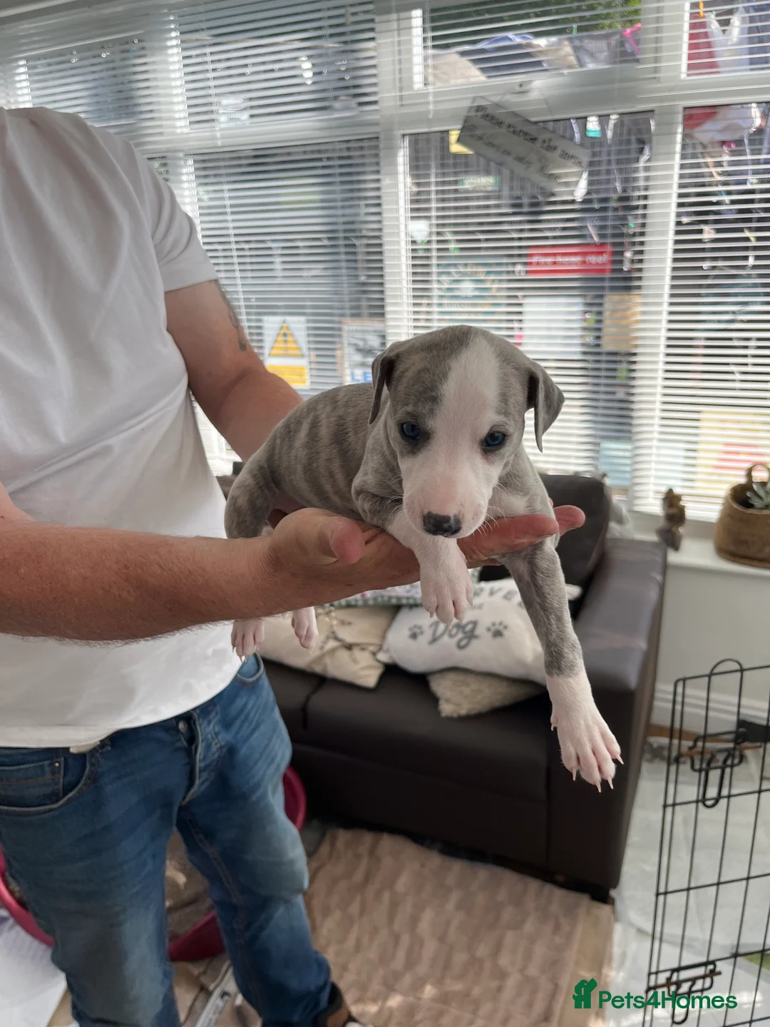 Whippet dogs for sale: Whippet puppies for sale in Hexham - Advert 5