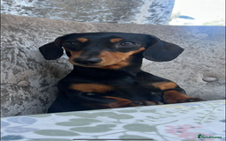 Miniature Dachshund dogs for sale: 2 miniature black and tan dachshund for sale  - Image 6